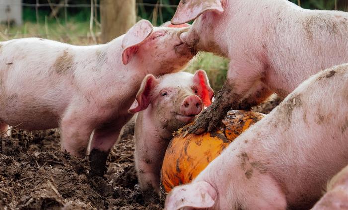 Piglets-Pumpkin-Patch